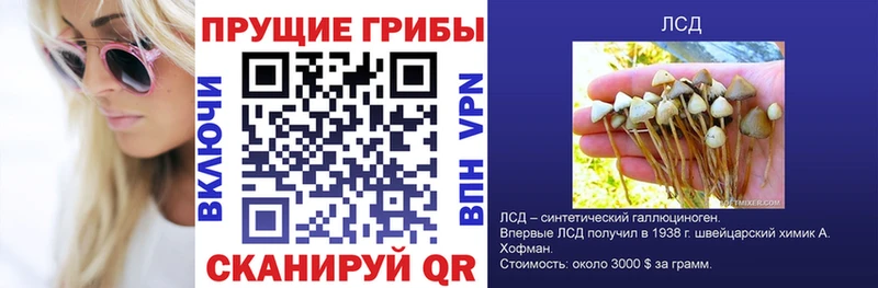 Псилоцибиновые грибы GOLDEN TEACHER  продажа наркотиков  Шахты 